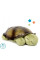 Ночник с проектором Cloud b Twilight Turtle Classic Mocha
